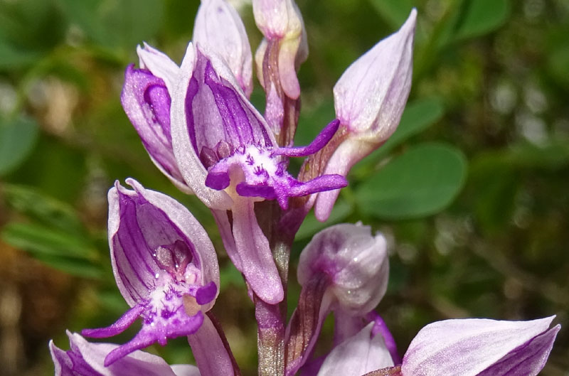 Orchis militaris - Cadine (TN)